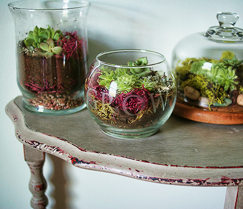 Terrariums4