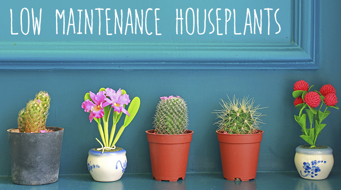 3 Low Maintenance Houseplants