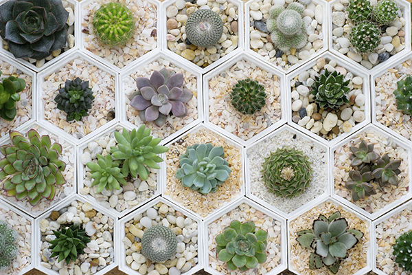 Mini succulents and cacti