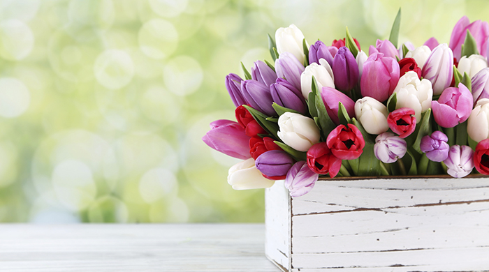 White box of white, purple, pink and red tulips