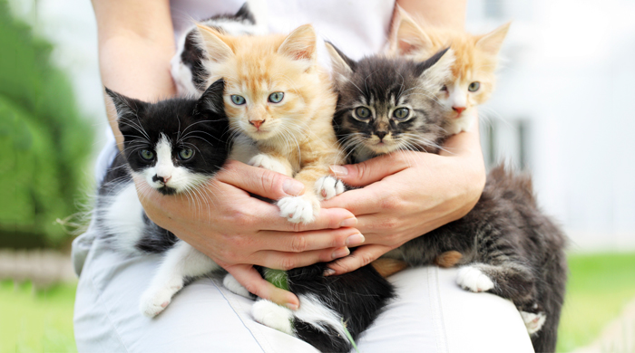 15 Things Every Cat Lady Needs Right Meow