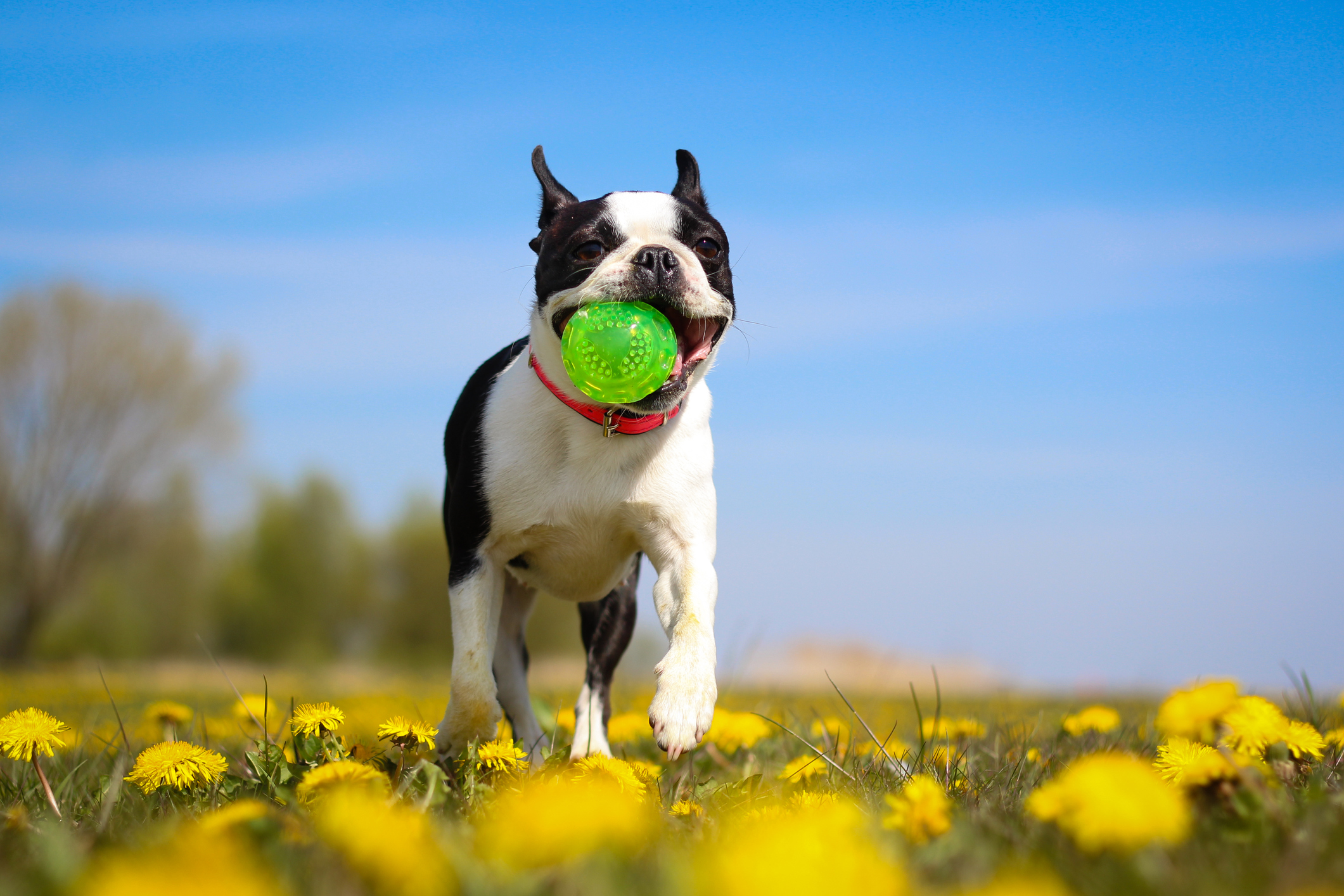 20 Ways to Pamper Your Pooch on National Dog Day