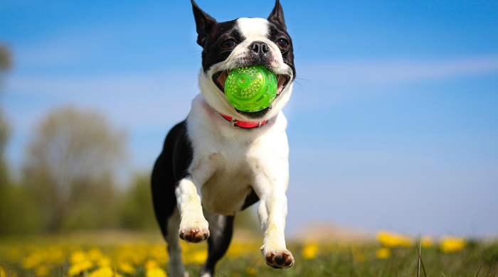 Small dog playing with green ball