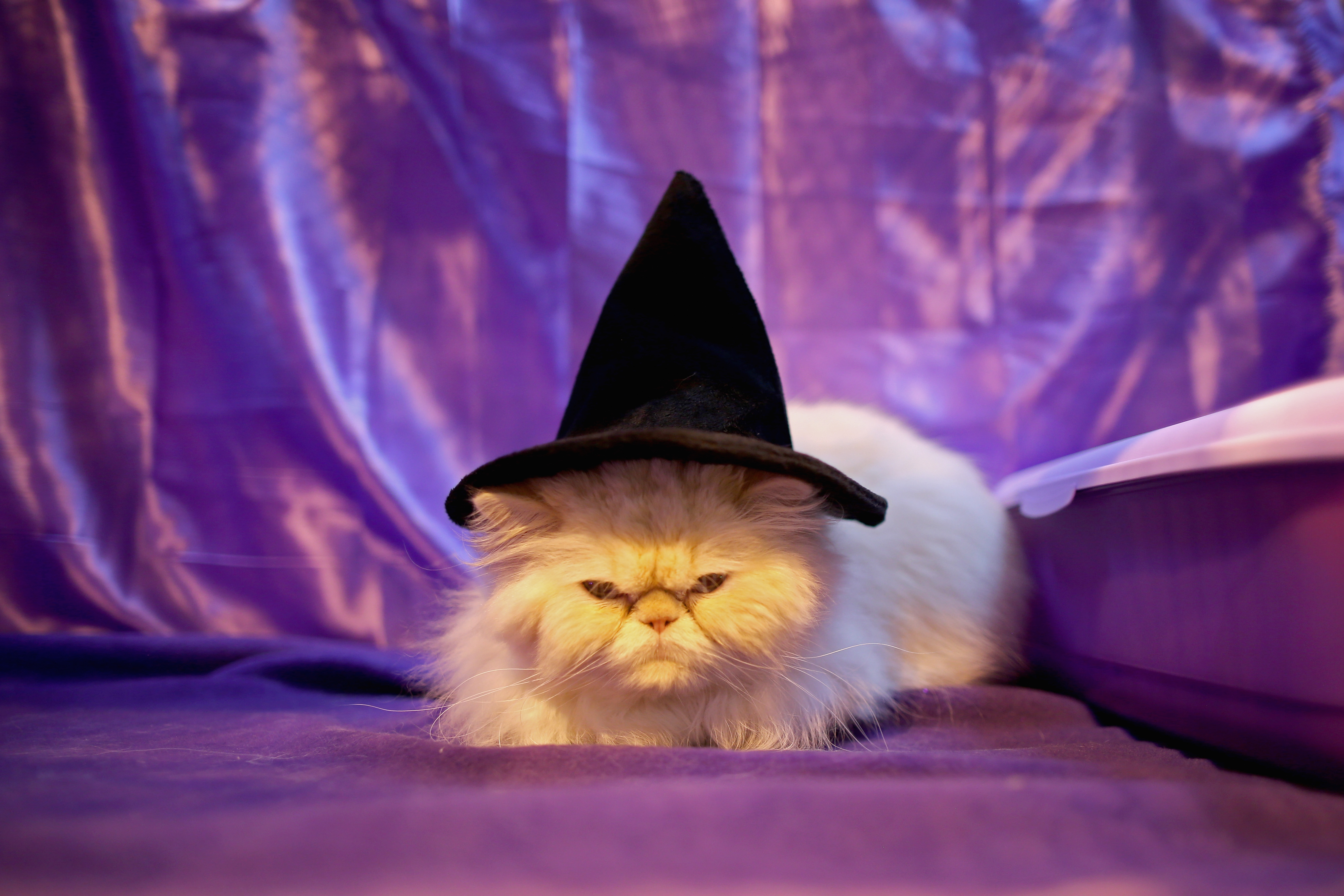10 Halloween Pet Costumes That Are Next Level Cuteness