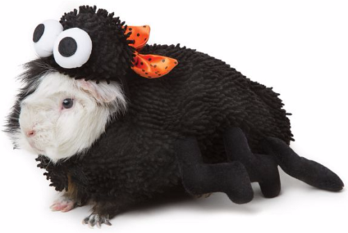 Thrills & Chills™ Pet Halloween Spider Costume