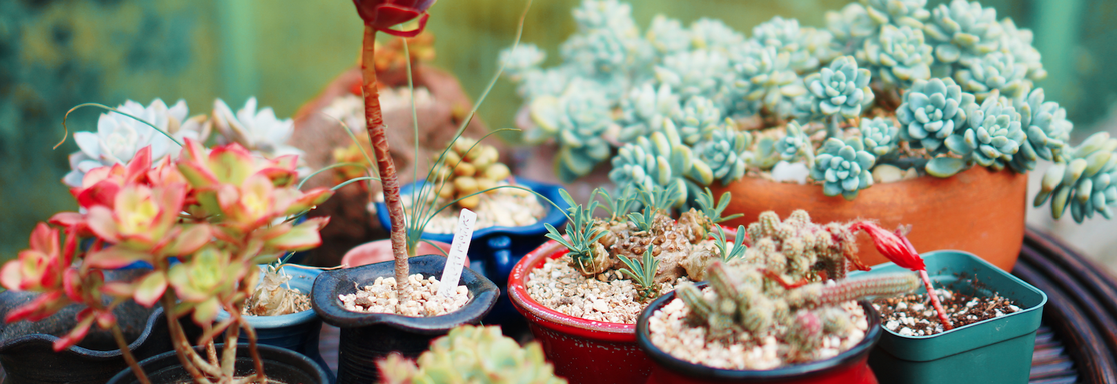 Home & Garden