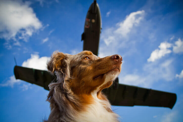 Jet-Setting Pets: How to Travel With Your Dog