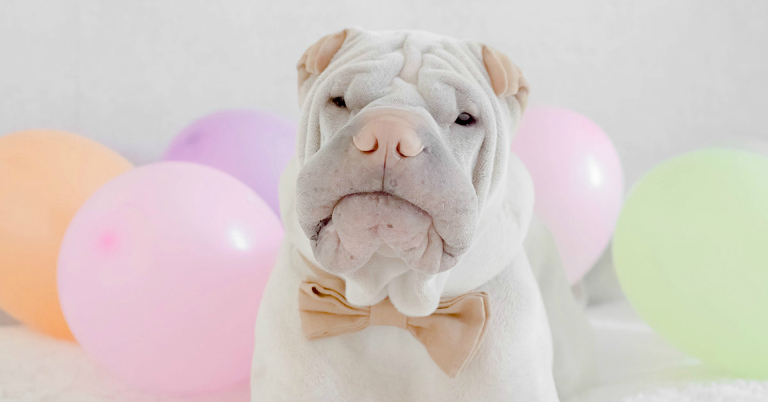 6 Fashionable Pet Accessories Dog and Cat Owners Will Obsess Over