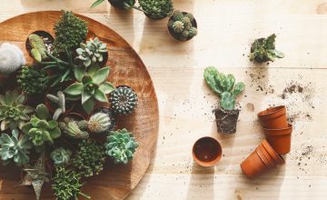 6 Decorative Accessories Your Plants Would Love to Call Home