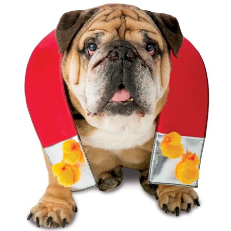 Chick Magnet pet costume