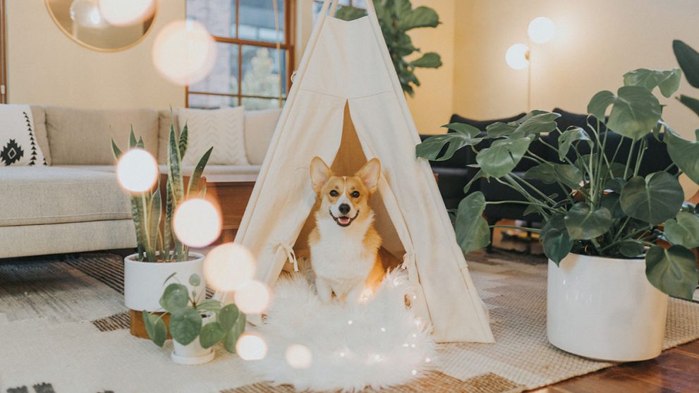 Corgi in a teepee