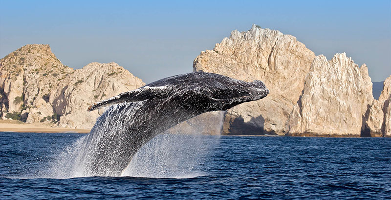 Whale jumping out of the ocean
