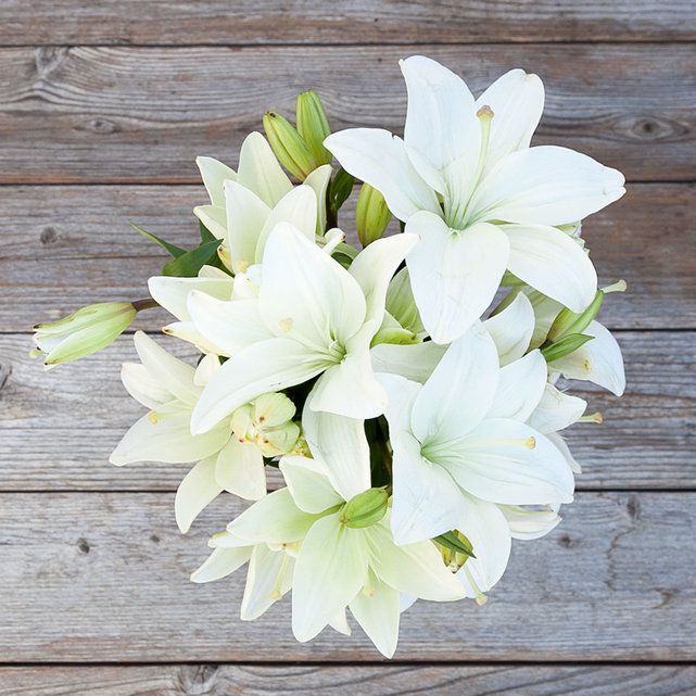 White Asiatic Lilies