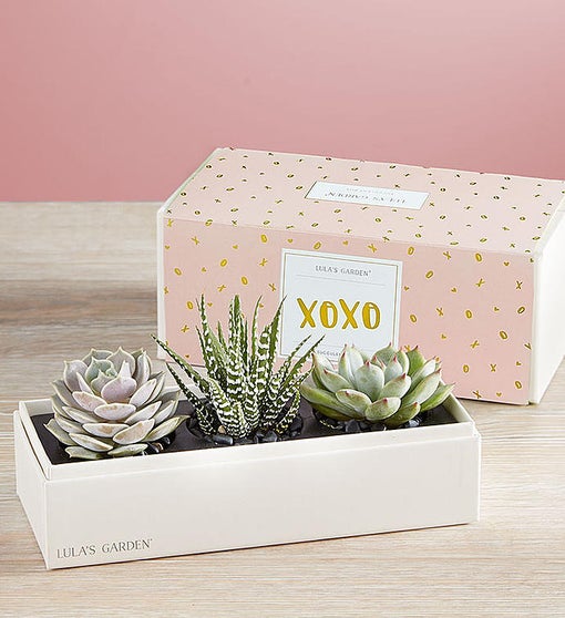 XOXO Succulents by Lula's Garden