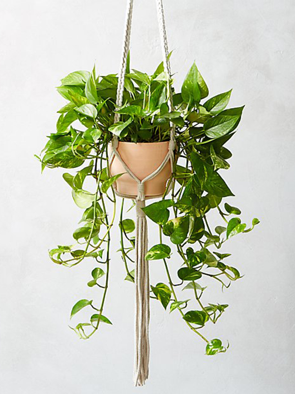 Macrame Plant Holder