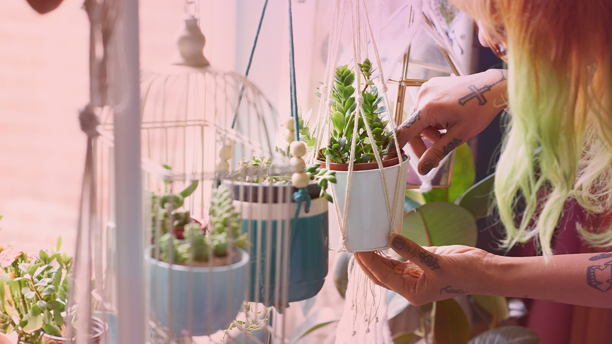 Houseplants