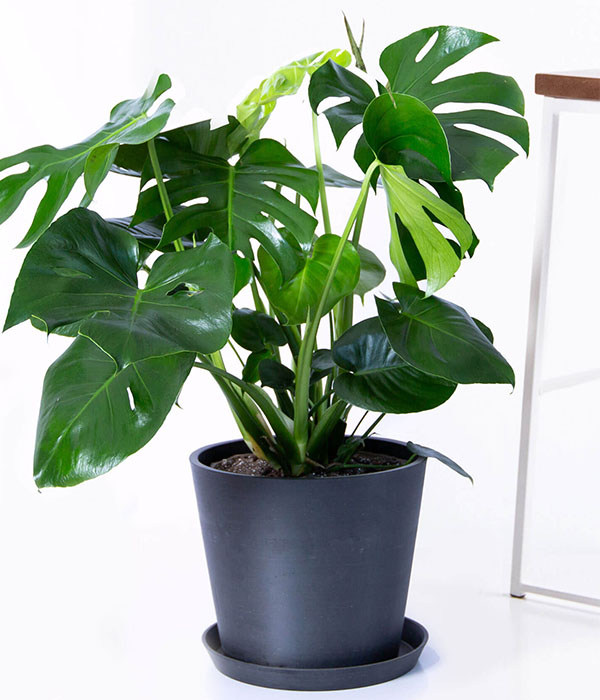Monstera