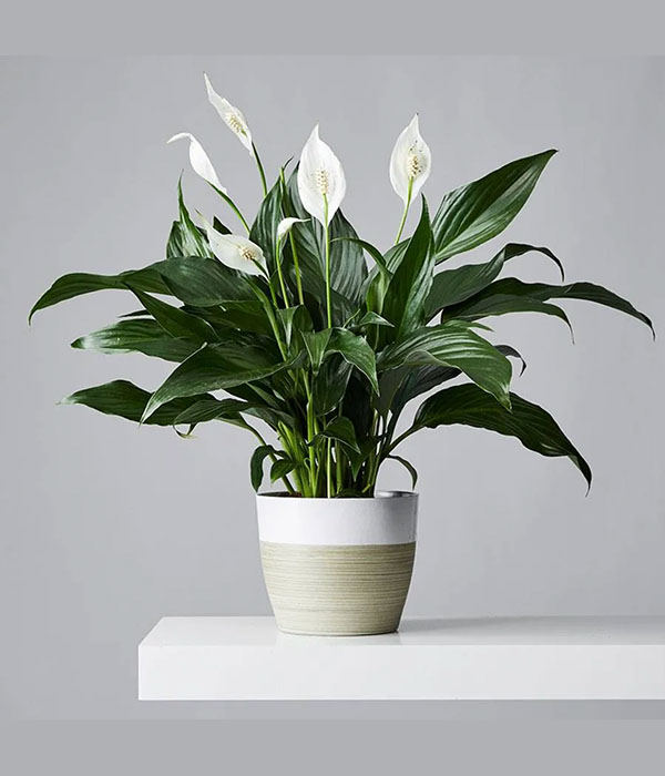 Peace Lily Plant