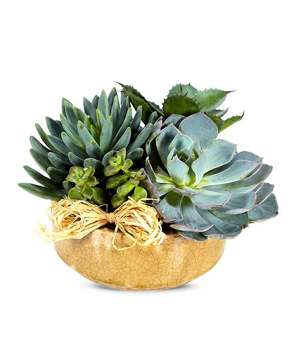 Succulent Dish Garden