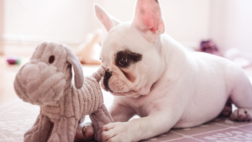 15 Gifts to Spoil Your Dog on National Dog Day