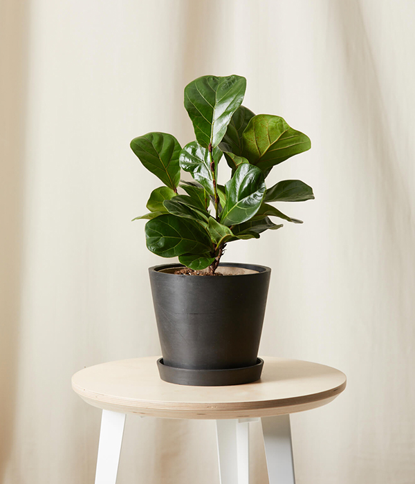 Ficus Little Fiddle