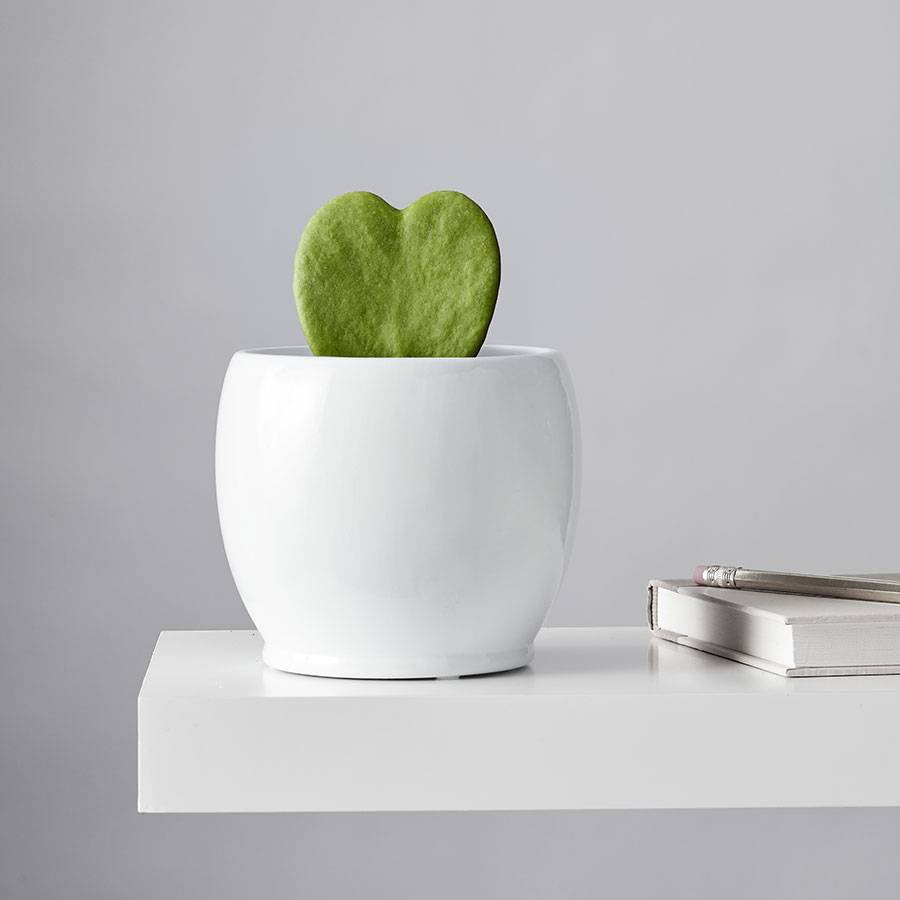 flower delivery - plants_com