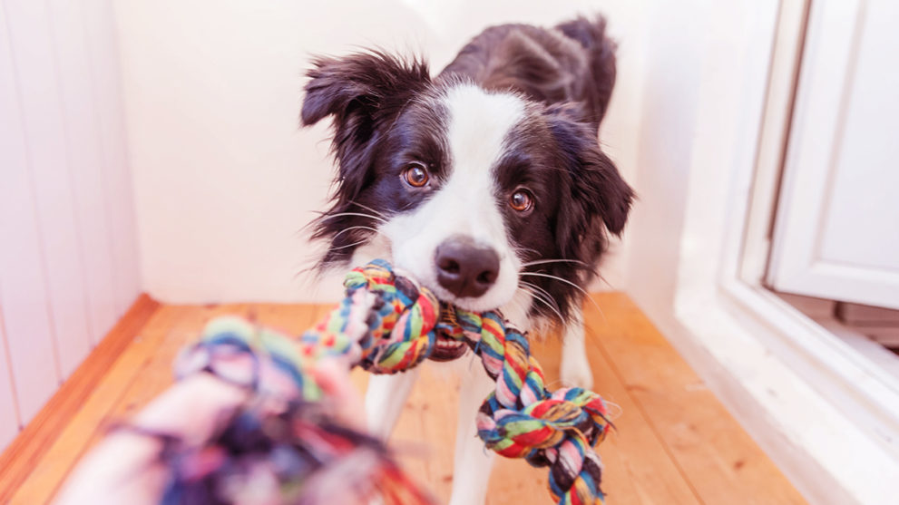 The 10 Best Ways to Get Chewy Pet Supplies Discounts in 2026