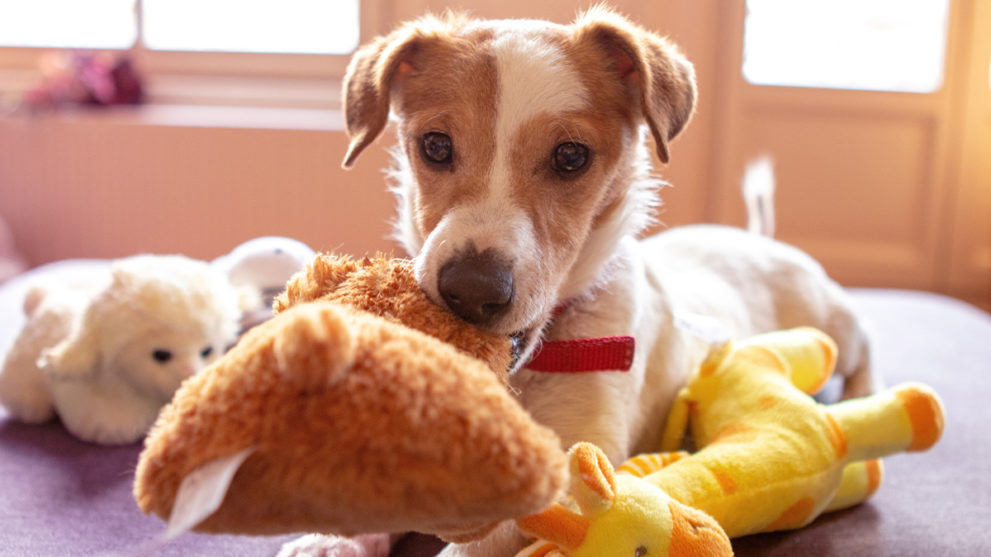 8 Ways Pet Parents Can Save at PetSmart
