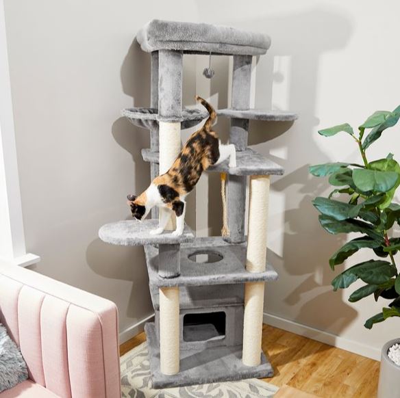 Chewy Frisco 65 inch XXL Heavy Duty Cat