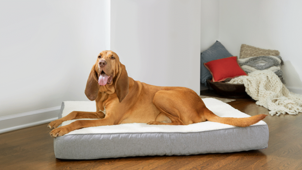 10 Ways to Get PetSmart Pet Supplies Discounts in 2026
