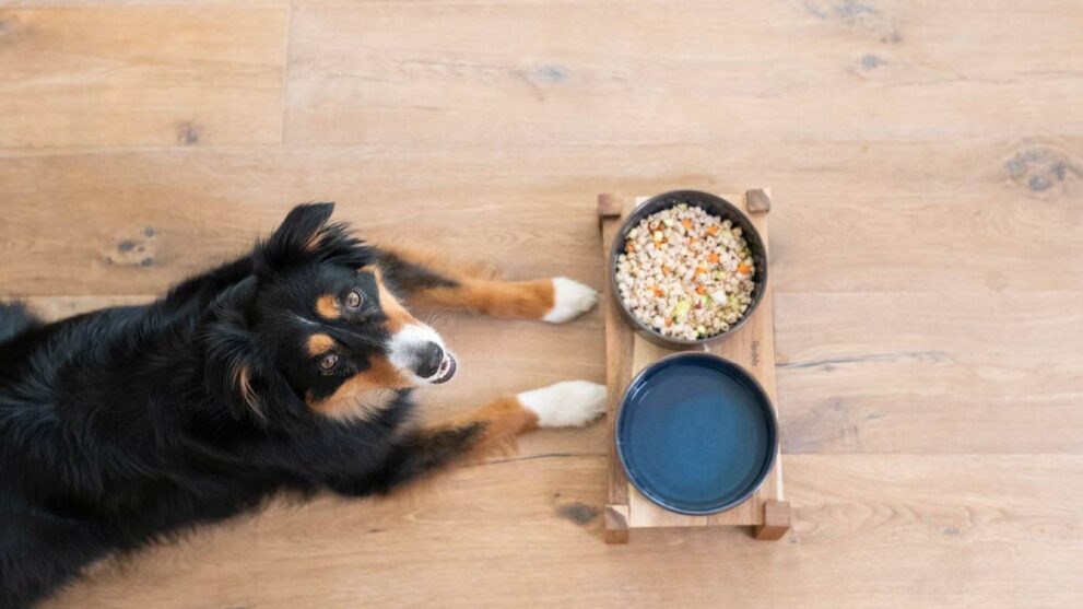 8 Budget‑Friendly Ways to Save on Dog Food at Chewy in 2026