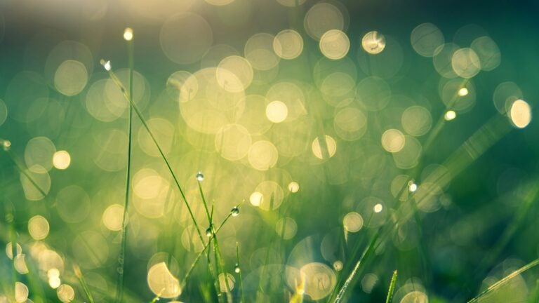 out of focus closeup of grass and dew