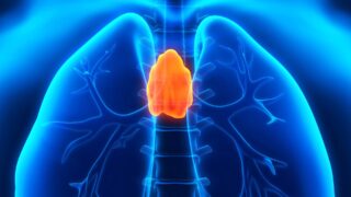 Human Thymus Anatomy Illustration. 3D render