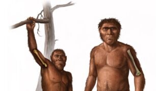 Illustration: human ancestors and bone strength